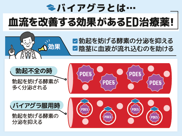 バイアグラが血流を改善する仕組みの図解
